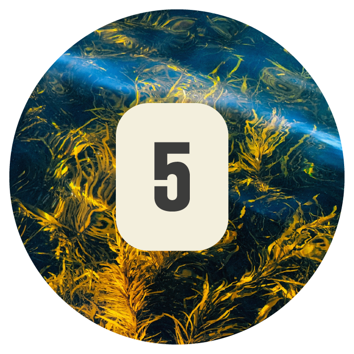 Plant 5 Kelp