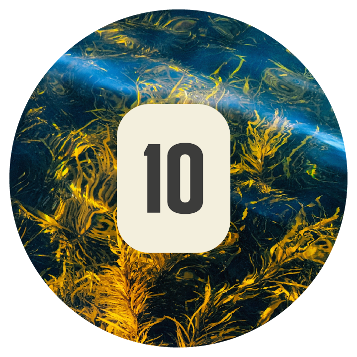 Plant 10 Kelp