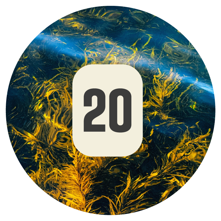 Plant 20 Kelp