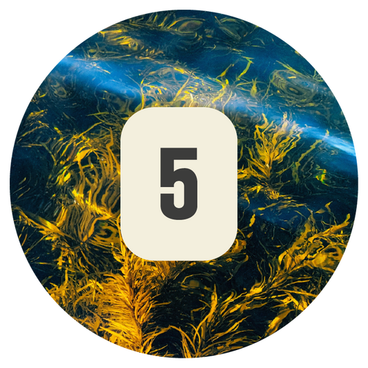 Plant 5 Kelp