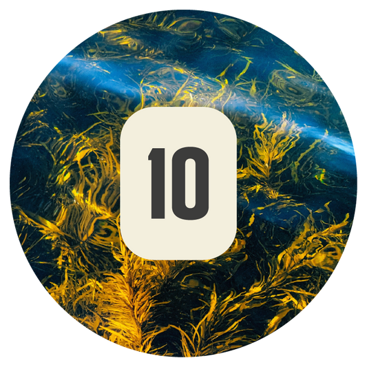 Plant 10 Kelp