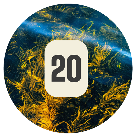 Plant 20 Kelp