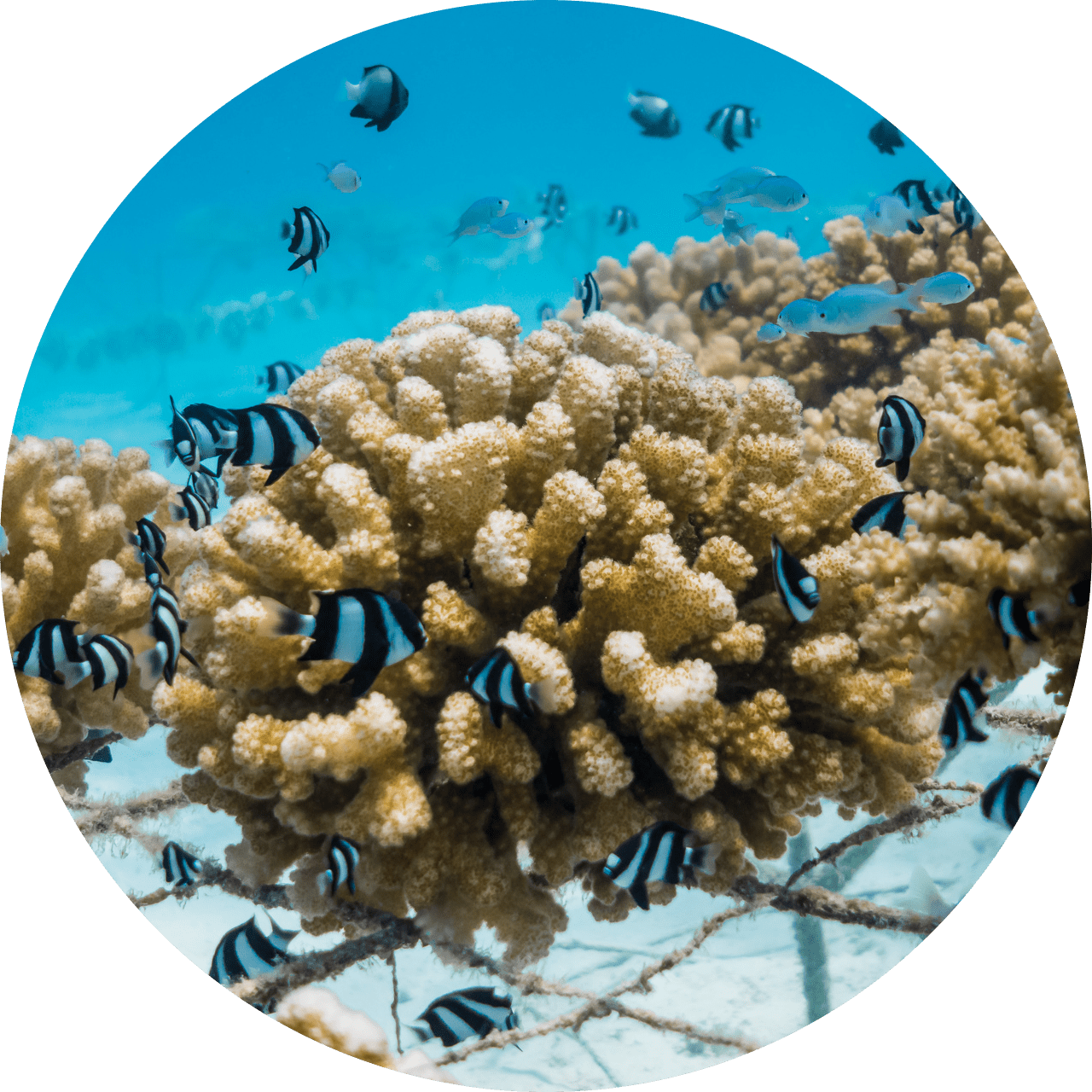 Support 100 Fish.
